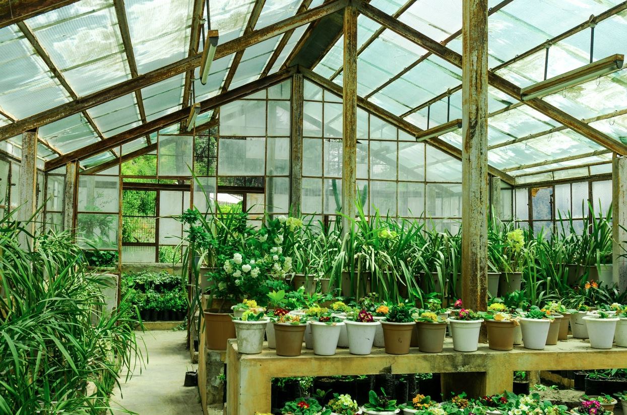 Where Gardens Learn to Thrive Beneath Glass and Light