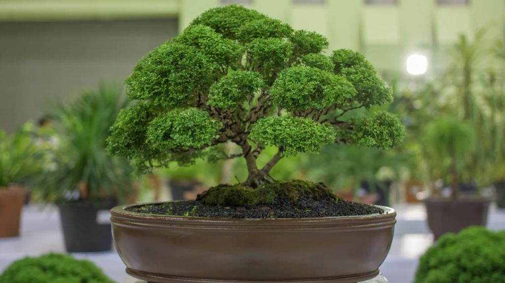 Patience Becomes Art in the World of Bonsai
