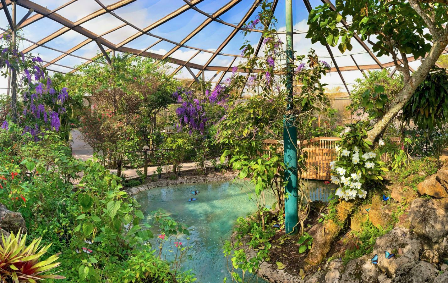 Wings Over the Meadow