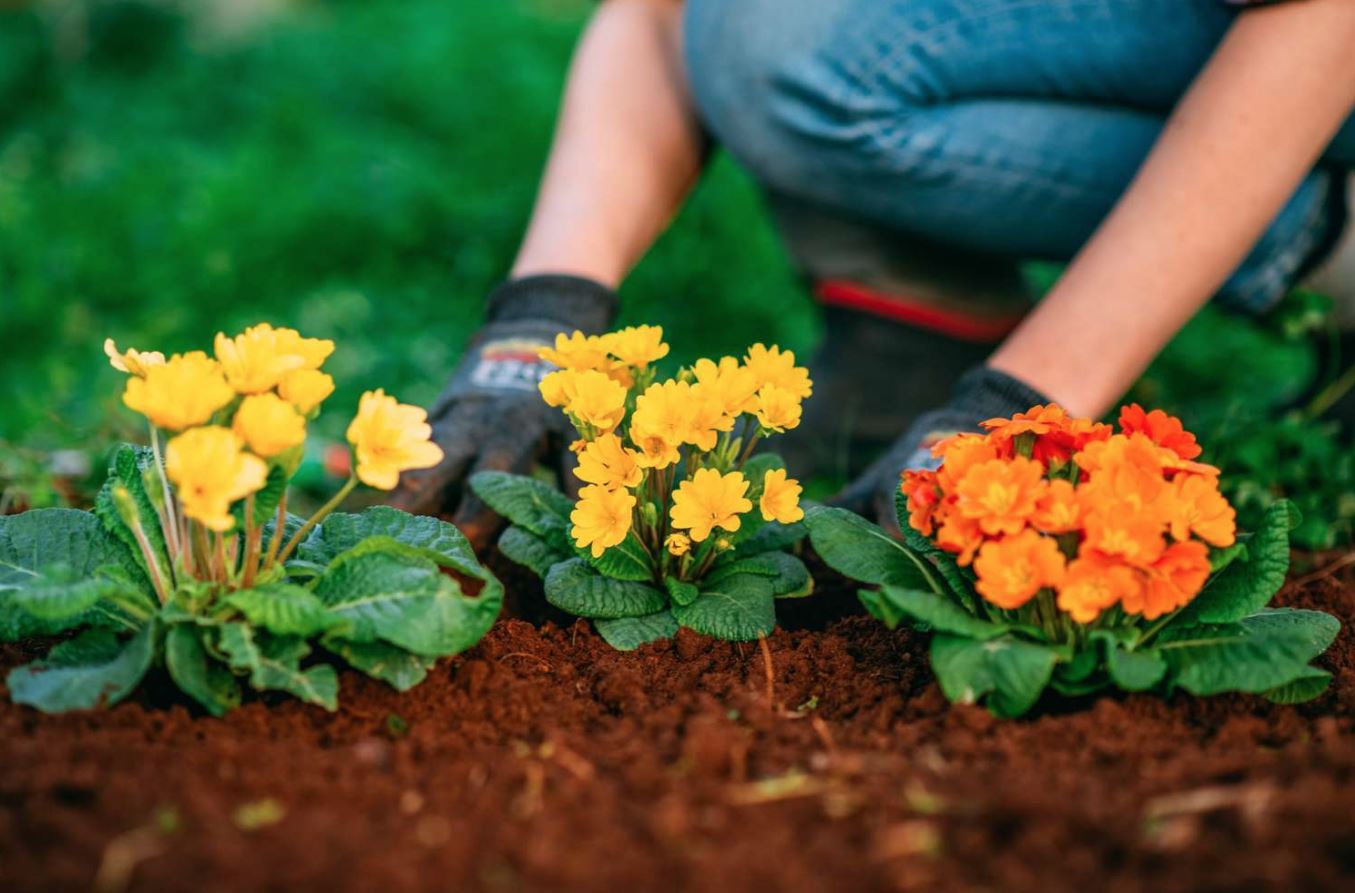 Dreams That Blossom Beneath the Morning Sun